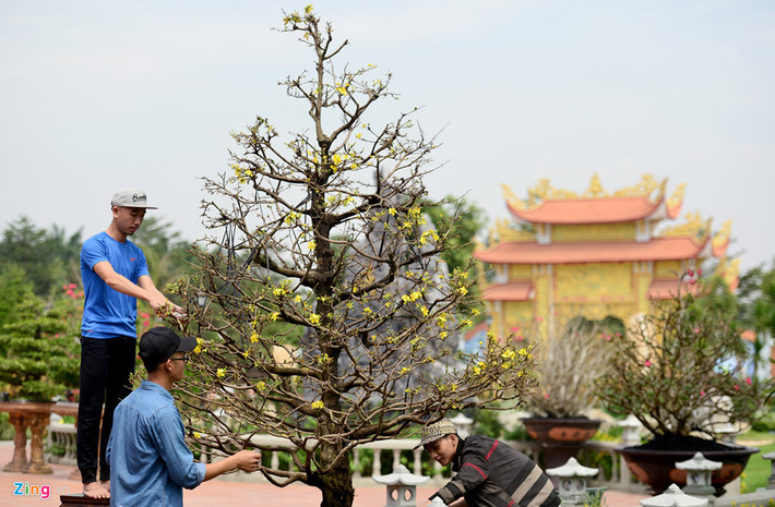 Do tính chất công việc thời gian phần lớn phải di chuyển, nên việc chăm sóc vườn Hoài Linh nhờ cậy vào người nhà. Ảnh: Zing.
