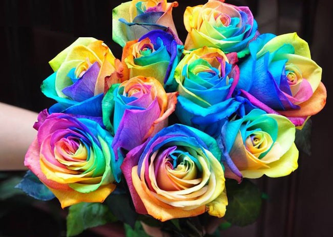 Hàng năm có đến hàng triệu bông hồng bảy sắc được tiêu thụ trên thị trường, chủ yếu là ở Nhật, Ý, đặc biệt là Thụy Điển vì màu xanh da trời và màu vàng rất giống với màu cờ nước này. Ảnh: Internet.