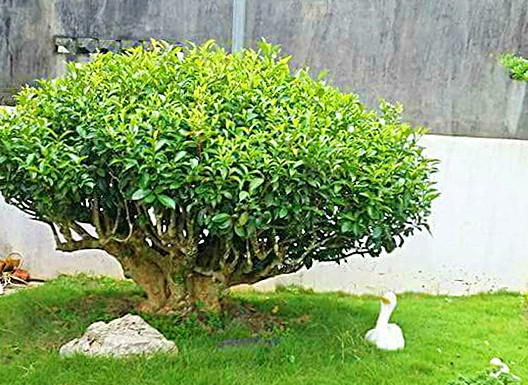 Đối với những cây trà xanh cổ thụ có giá từ chục đến vài chục triệu đồng tùy vào thế và độ tuổi của cây. Thậm chí nhiều cây trà cổ, quý hiếm được đại gia săn lùng lên đến cả trăm triệu đồng. Ảnh: FB Luyến Nguyễn