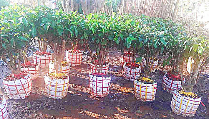 Gần đây, thú chơi bonsai trà xanh ra đời như một làn gió mới cho những người yêu cây xanh và mê trồng bonsai. Ảnh: FB Tuấn Hà