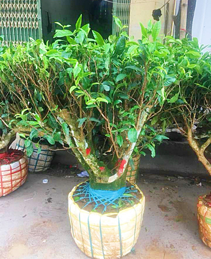 Đối với những cây bonsai trà xanh tầm trung có giá dao động từ 1.2 triệu đến 8 triệu đồng/cây.Ảnh: FB Phuong Milk.