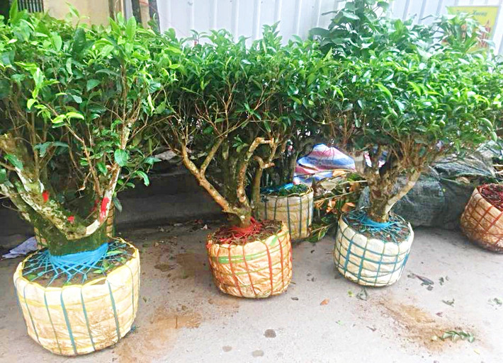 Hiện bonsai được rao bán trên mạng khá rầm rộ. Những cây trà xanh bonsai mini có giá từ vào trăm nghìn đến 1 triệu đồng/cây tùy kích cỡ, loại cây. Ảnh: FB Phuong Milk.