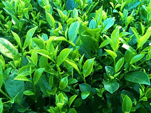 Những chiếc lá có lớp lụa mỏng, dai cứng, chói bóng trên đỉnh, được sắp xếp xen kẽ trên những cành, nhánh có màu nâu sáng. Ảnh: FB Lovely Tea