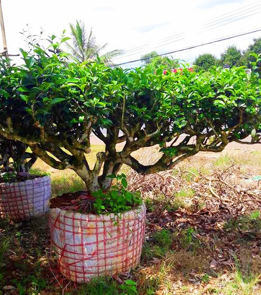 Nhìn chung trà xanh bonsai thường là một cây mọc thành lùm lớn có nguồn gốc tại Nhật Bản và Hàn Quốc. (Giá cây trà xanh bonsai trong ảnh được rao bán 3,5 triệu đồng). Ảnh: FB Luyến Nguyễn.