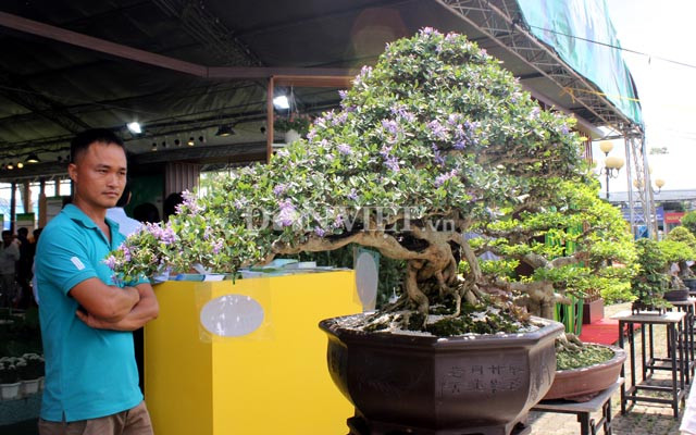 Tại buổi công bố kết quả hội thi bonsai sáng ngày 21/6 ở Trung tâm Công nghệ sinh học TP.HCM, với chậu kiểng linh sam, nghệ sĩ Hoài Linh đã vinh dự nhận giải nhất cho thể loại bonsai lớn, trị giá giải thưởng 4 triệu đồng. Ảnh: Dân Việt.