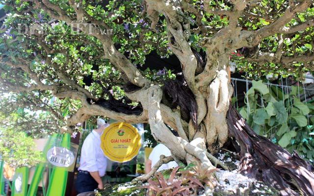 “Các lần trước, kiểng của tui…núp bóng nên không ai nhận ra”, nghệ sĩ Hoài Linh hài hước. Ảnh: Dân Việt.