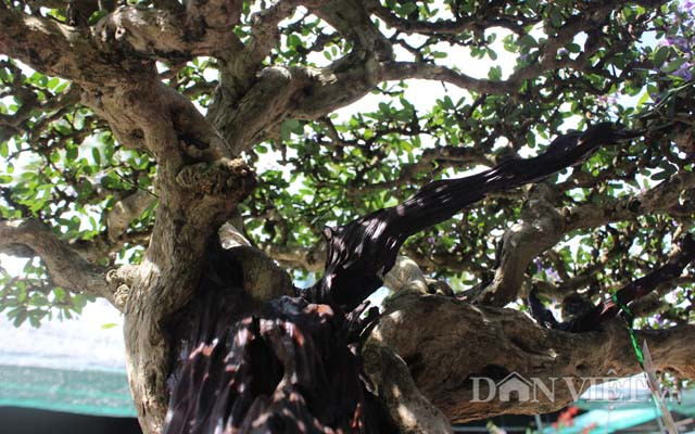 Bonsai Linh Sam của danh hài Hoài Linh trị giá lên tới 500 triệu đồng. Ảnh: Dân Việt.