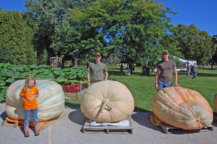 Giống bí ngô này thông thường cho ra quả nặng khoảng 700kg. Tuy nhiên, đã có nhiều nông dân ở bang Rhode Island, Mỹ thu hoạch được quả bí nặng hơn một tấn. Ảnh: Door County Pulse.