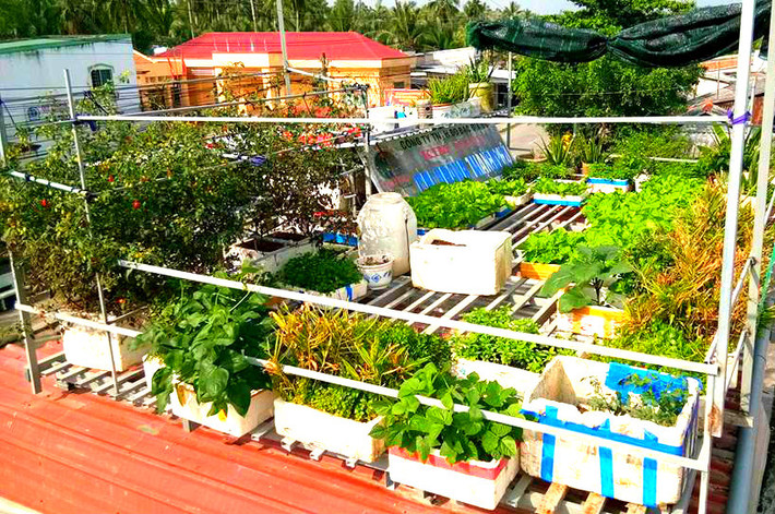 Khu vườn rau sạch trên mái nhà của "lão nông chính hiệu Bến Tre" Nguyễn Trọng Hiếu (ấp chợ xếp, xã Tân Thành Bình, huyện Mỏ Cày Bắc, TP Bến Tre) rộng 21 m2.