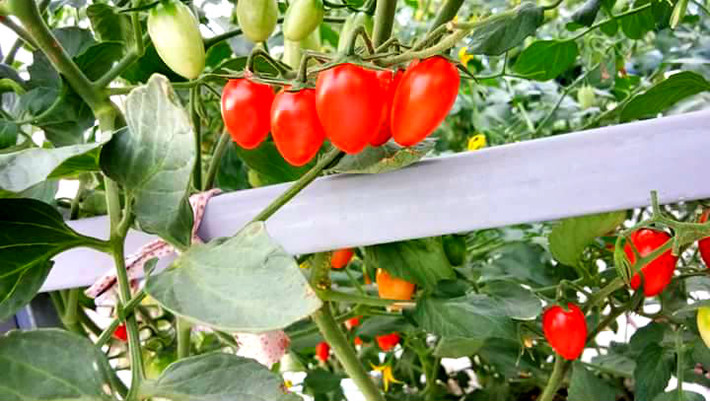 Theo chu Hiếu, trồng rau trong thùng xốp, ít đất nên phải bổ sung dinh dưỡng thường xuyên như phân gà, phân úc viên... Quan trọng là đất trồng phải ngâm ngập nước vài ngày để diệt sâu bọ.