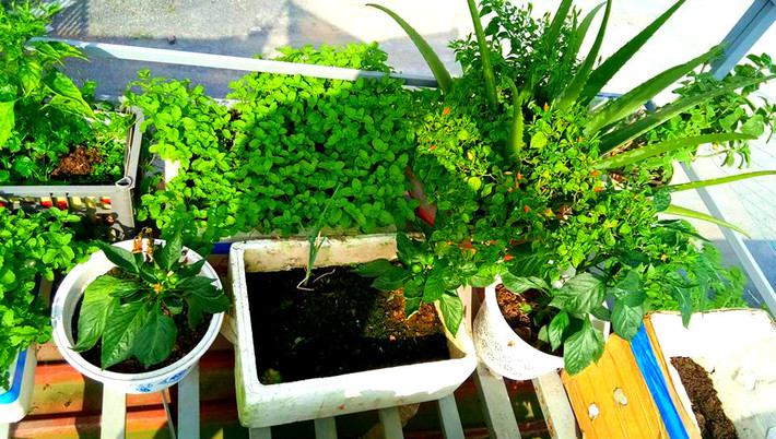 Sau khi phải đối mặt với những lần thất bại ban đầu, chú Hiếu tìm tòi, tham khảo, học hỏi kinh nghiệm của những người trước... nhờ thế vườn ru của chú luôn xanh tốt.