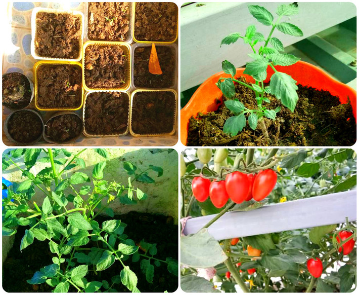 Hiện chú Hiếu cũng đang gieo thêm cà chua cây, cà sôcôla, cà chua thường và cải.