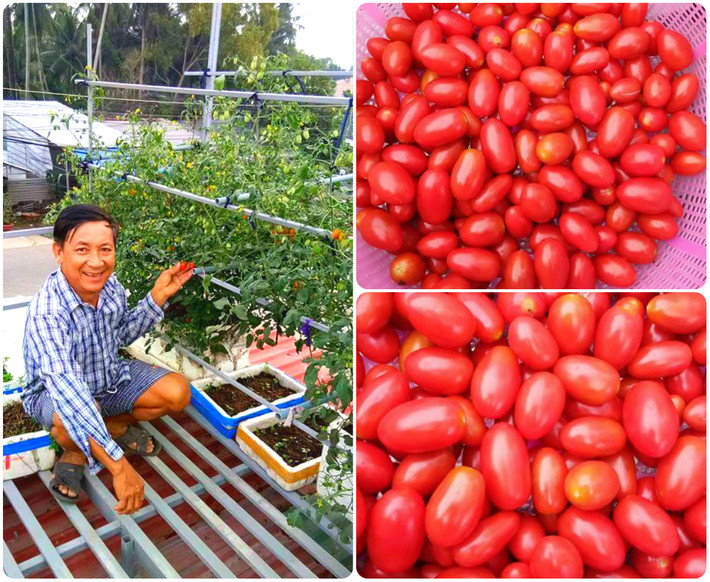 Mỗi ngày chú Hiếu thường tưới nước cho rau vào buổi sáng sớm và chiều mát. Đối với cây ăn lá, chú bón phân cho đến khi rau ra lớn thì chỉ tưới nước sạch.