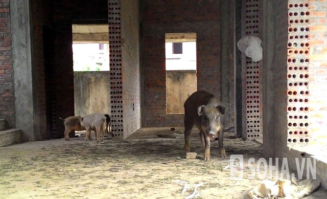 Thậm chí, cả một đàn lợn được nuôi trong biệt thự cao cấp. Ảnh: Soha.vn.
