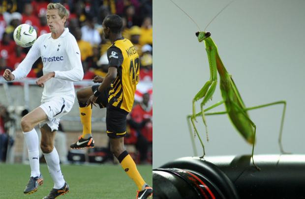 Hành động của Peter Crouch không khác chú bọ ngựa là mấy.
