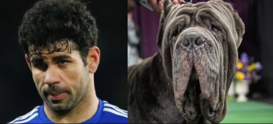 Diego Costa có nét tựa chú chó mặt xệ.