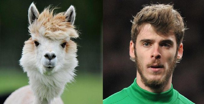 Ngôi sao bóng đá người Tây Ban Nha - David De Gea và dê trắng.