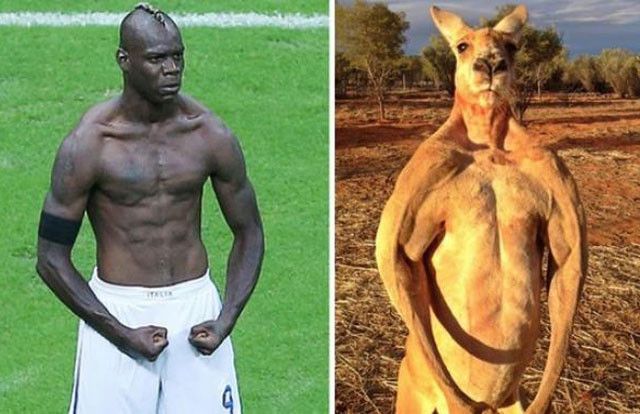 Mario Balotelli rất giống Kangaroo.
