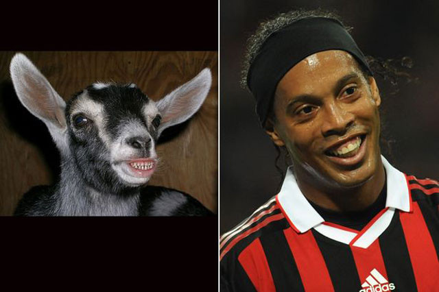 Tiền vệ người Brazil, Ronaldinho bị so sánh với con dê.