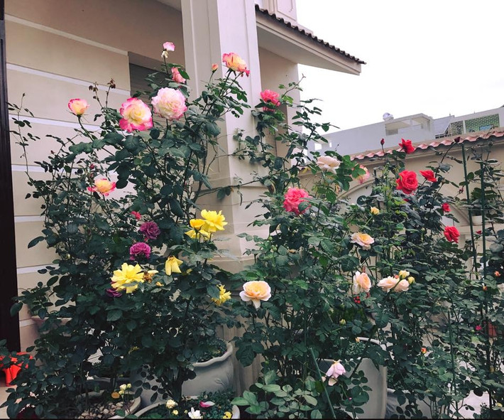 Chủ nhân của vườn hồng là bà mẹ trẻ hai con xinh đẹp Mai Linh. Khá bận rộn với công việc tại Tòa án tỉnh Hòa Bình, thêm công việc kinh doanh nhưng chị Linh vẫn dành thời gian, ưu tiên đặc biệt cho niềm đam mê của mình đó là trồng hồng. Ảnh: Đời sống & Pháp lý.