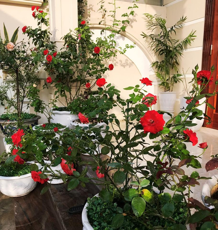 ... như tấm thảm muôn vẻ với đủ các loài hồng từ hồng nội đến hồng ngoại, đủ màu sắc và hương thơm khiến những ai yêu hoa, đặc biệt là hoa hồng cảm thấy ngẩn ngơ. Ảnh: Đời sống & Pháp lý.