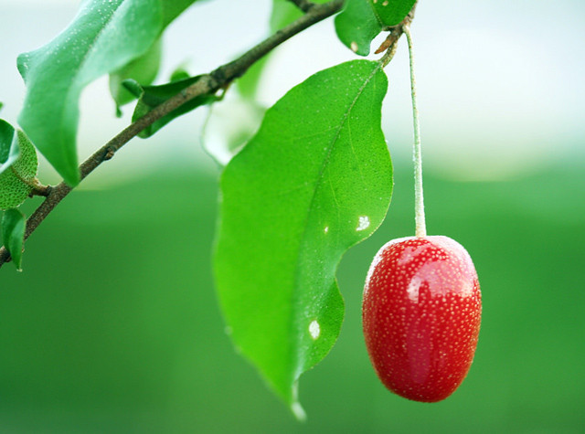 Nếu bạn muốn trồng giống nhót tây đặc biệt này, Ngon Sạch Lạ khuyên bạn nên bắt đầu gieo hạt từ cuối mùa đông, đầu mùa xuân.