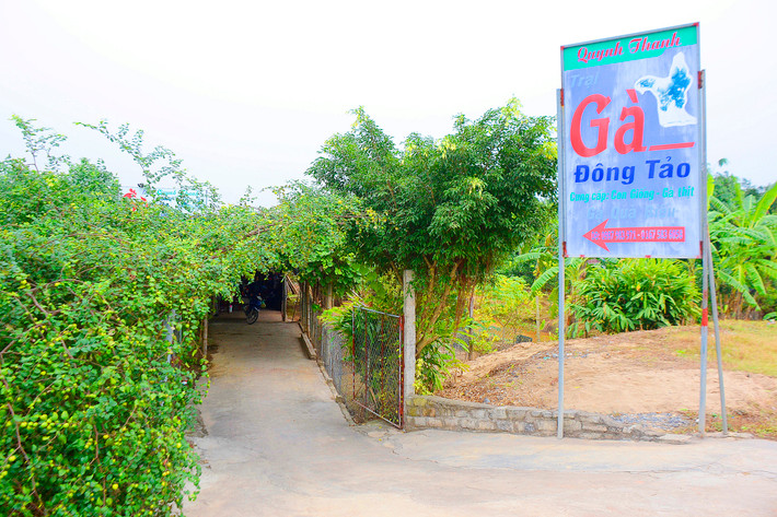 Trại gà Đông Tảo Quynh Thanh là một trong những trang trại gà Đông Tảo lớn của xã Đông Tảo, Khoái Châu, Hưng Yên với số lượng gà Đông Tảo thuần chủng - loại gà có cặp chân “siêu khủng” - cung cấp ra thị trường lên đến hàng trăm con/năm.
