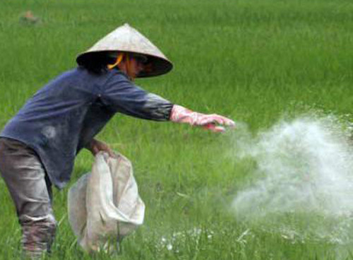 5. Dùng xi măng làm phân bón lúa Liên quan đến thông tin nông dân ở huyện Lai Vung (Đồng Tháp) dùng xi măng làm phân bón lúa khiến nhiều người hoang mang, PGS.TS Huỳnh Thanh Hùng, phó hiệu trưởng Trường ĐH Nông lâm TP.HCM cho biết dùng xi măng làm phân bón lúa có thể tốt trong trước mắt nhưng về lâu dài lại gây hại cho đất. xi măng sẽ làm gắn kết các thành phần của đất lại với nhau, phá vỡ cấu trúc đất như tính chất giữ nhiệt, giữ ẩm, giữ nước, giữ phân bón của đất. Từ đó, đất ở những khu vực này sẽ bị chai cứng và rất khó cải tạo.