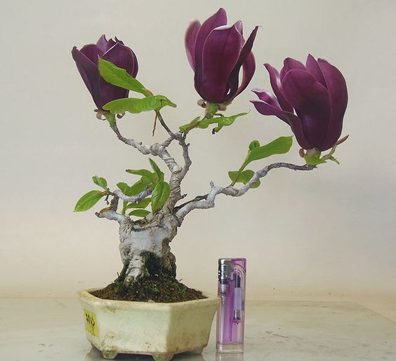 Điều đặc biệt là cây mộc lan rụng lá rồi mới nở hoa nên những chậu bonsai hoa mộc lan có vẻ đẹp rất lạ. Ảnh: Pinterest.