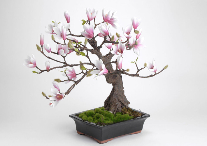Vì vậy, bonsai hoa mộc lan còn được nhiều người chọn làm quà tặng dịp năm mới. Ảnh: eBay.