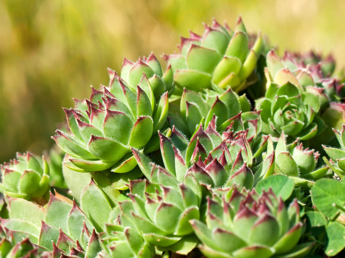 Với nhiều màu sắc khác nhau, sen đá Sempervivum giúp mái nhà bạn trở nên hút mắt.