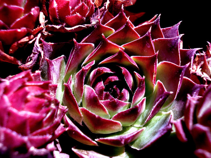 Sempervivum dễ sống, phát triển mạnh và xanh tốt quanh năm.