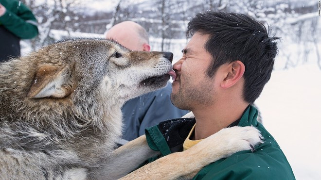Còn ở công viên Polar, Na Uy, những du khách can đảm có thể chọn cách nghỉ đêm giữa một bầy sói hoang.