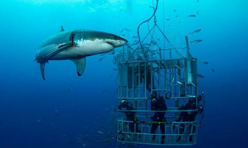 Công ty du lịch Marine Dynamics, ở Nam Phi chuyên tổ chức các tour du lịch lặn cùng cá mập. Đến với tour du lịch mạo hiểm này, du khách được đưa đến vùng có mật độ cá mập trắng cao nhất thế giới.