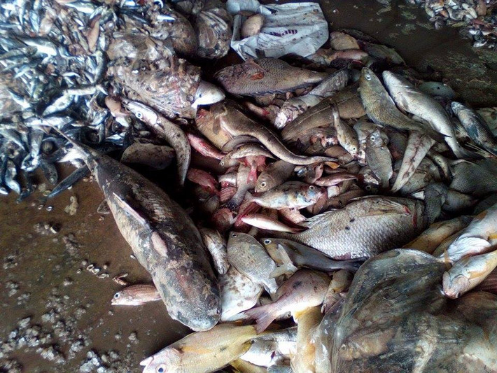 8. Cá chết hàng loạt ở ven biển miền Trung Dải bờ biển chạy qua các tỉnh Hà Tĩnh, Quảng Bình, Quảng Trị và Thừa Thiên - Huế đều ghi nhận cá biển chết hàng loạt, trong đó có nhiều loài sống xa bờ, ở tầng sâu, trọng lượng tới 35-50 kg. Theo thông tin từ Sở NN&PTNT tỉnh Quảng Bình cho biết, hiện tượng cá chết hàng loạt ở Hà Tĩnh không phải do tác nhân vi khuẩn, virut mà do yếu tố gây độc trong môi trường nước (nguồn nước bị ô nhiễm). Cơ quan chức năng nhận định, yếu tố gây độc trong nước tại biển Vũng Áng được bắt từ nguồn nước thải chưa được xử lý nhưng đổ trực tiếp ra sông, biển, hòa lẫn vào nước biển gây ô nhiễm nguồn nước, làm cá bị ngộ độc, chết hàng loạt.