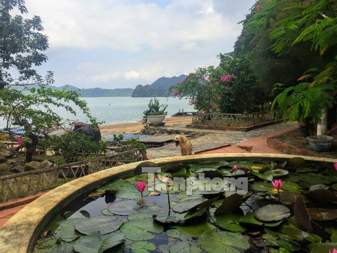 Bên phải từ phía cầu cảng đi vào là một khu nhà ăn riêng biệt vươn hẳn ra biển bằng một hệ thống cầu bê tông kiên cố với tên gọi “nhà Sao Biển”. Chính giữa vườn là một hồ cá trồng xen với hoa súng nhìn rất bắt mắt. Ảnh: Tiền phong.