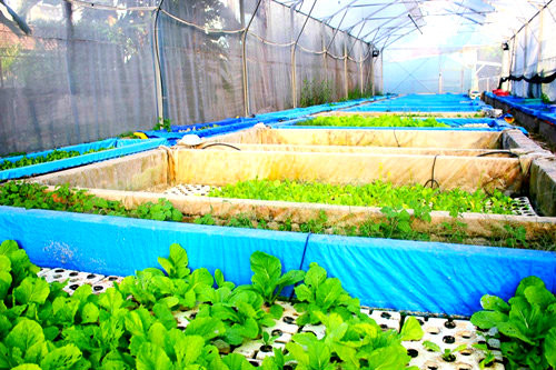 1. Vườn rau hữu cơ 5 tỷ của đại gia Sài Gòn Trang trại của vợ chồng " đại gia" Ngô Quang Vũ rộng hơn 2.000 m2 nằm ở (phố nhà giàu Thảo Điền, quận 2, TP.HCM) với phần lớn diện tích trồng rau hữu cơ. Ngoài ra, có khoảng 200 m2 rau trồng theo phương pháp thủy canh. Ảnh: Phụ nữ TP.HCM.