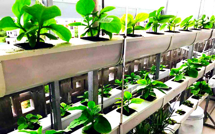 Vườn trên nóc nhà xe được trồng trong khay, với khoảng 14-15 khay. Nam ca sĩ cho hay vườn rau trồng trong khay có chi phí rẻ hơn giàn trồng thủy canh. Ảnh: trangtraiviet.vn