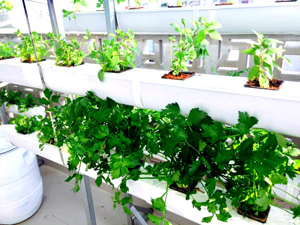 Lý Hải thiết kế hai vườn rau, một trên mái nhà xe và một trên sân thượng. Ảnh: Yan.