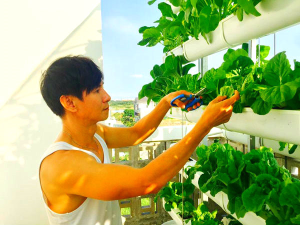 Rau trồng trung bình khoảng 4 tuần là có thể thu hoạch được. Trong nhà Lý Hải lúc nào cũng có rau sạch ăn do trồng nhiều loại gối nhau. Ảnh: Yan.
