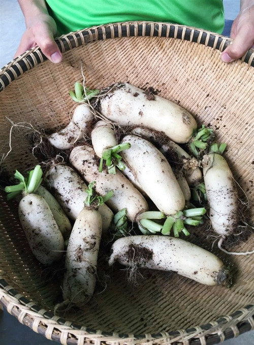 Được biết, với từng loại rau sẽ có cách chăm sóc khác nhau. Riêng đối với đất, việc cải tạo phải dựa trên những dưỡng chất cây có sẵn hoặc mất đi để phục hồi hợp lý. Từ trồng rau, hiện trang trại này còn cung cấp thêm những dịch vụ khép kín như ươm giống, cung cấp các dịch vụ làm vườn hữu cơ, thủy canh, thiết kế vườn tại nhà. Ảnh: Phụ nữ TP.HCM.