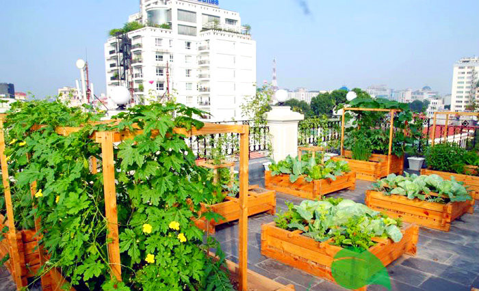 2. Vườn rau trăm triệu của đại gia Hà thành Nằm trên con đường Trần Quốc Toản (quận Hoàn Kiếm, Hà Nội), khu vườn 60m2 của một "đại gia" Hà Thành không phải ai cũng có thể tiếp cận. Khu vườn này nằm trên tầng 7 của tư gia, phải qua bảo vệ. Ảnh: Vietnamnet.