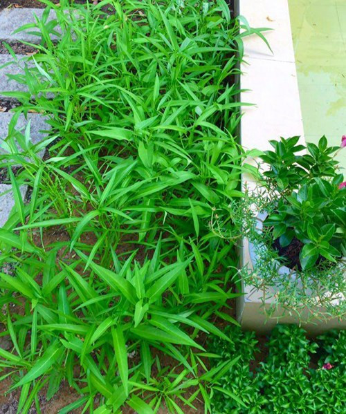 Ngoài hoa, chị Thảo cũng trồng thêm bầu, mướp, các loại rau ăn sống và cả cây mận sai trĩu quả. Đến mùa, chị em Lọ Lem và Hạt Dẻ thích thú đi hái đầy một chậu mận ngọt lịm. Ảnh: PLO.
