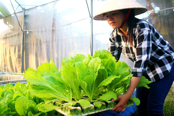 Chi phí ban đầu để đầu tư "trang trại rau nhà giàu" này khoảng 5 tỷ đồng gồm hệ thống nhà kính và các thiết bị kèm theo. Ảnh: Phụ nữ TP.HCM.
