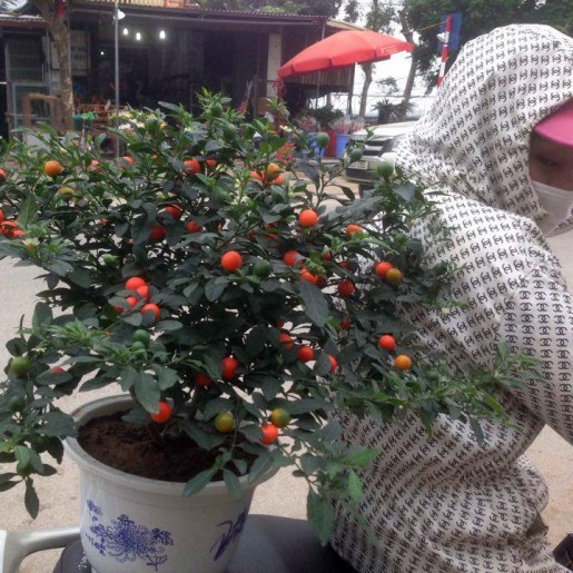 Ngoài ý nghĩa phong thủy, loại quả này rất dễ trồng và để được lâu, nên được nhiều người ưa chuộng. Ảnh: nongnghiep68.com.