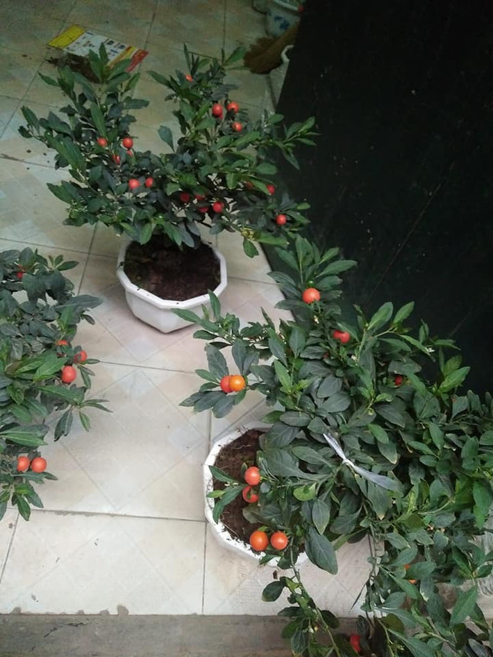 Loại cây cảnh Tết này có dáng nhỏ, gọn và đẹp. Ảnh: FB Thu Thủy.