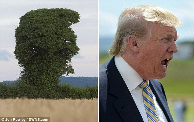 Nhiếp ảnh gia Jon Rowley phát hiện cây giống hệt ứng cử viên tổng thống Mỹ Donald Trump trong một khu vực ở nông thôn tại Glewstone.