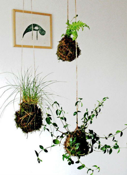 Bạn có thể thay thế chậu hoa bằng vỏ dừa hay những giỏ hoa cũ bỏ đi.