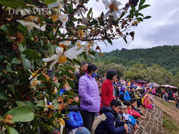 Tại đây sáng nay (16.12.2017) cũng đang diễn ra Lễ hội hoa sở thu hút đông đảo du khách từ các tỉnh Hà Nội, Lạng Sơn, Bắc Ninh...Du khách khi đến đây không chỉ được chiêm ngưỡng vẻ đẹp của hoa sở mà còn được trải nghiệm không gian văn hóa các dân tộc của huyện, được chiêm ngưỡng các bộ trang phục truyền thống các dân tộc tại đây.
