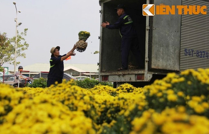 Công nhân đang tất bật đưa hoa về để trưng bày...